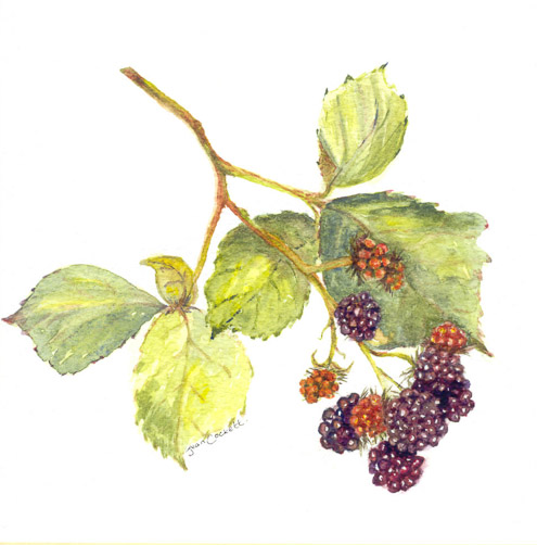 Autumn Joys - Brambles