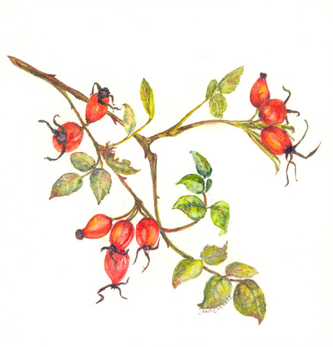 Autumn Joys - Rosehips
