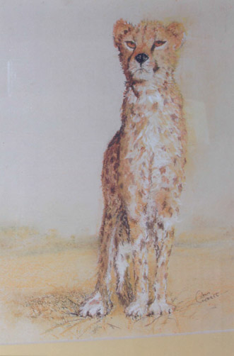 Cheetah