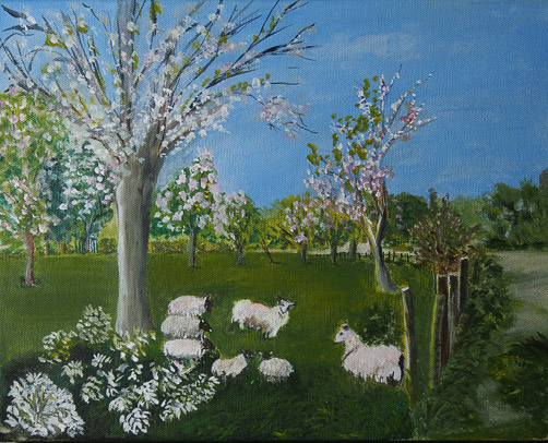 Field of sheep