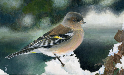 Chaffinch in the snow