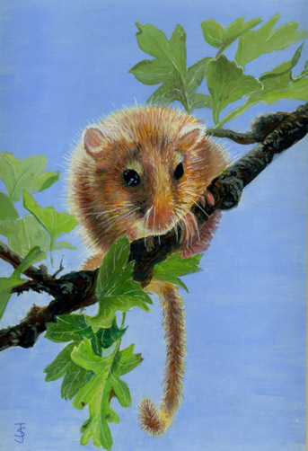 Dormouse 