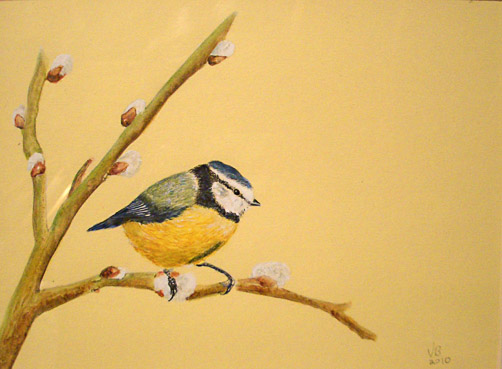 Bluetit