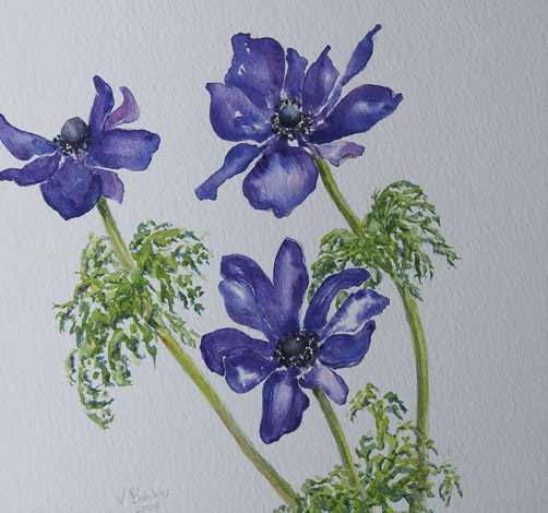 Anenomes