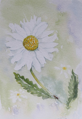 Daisy