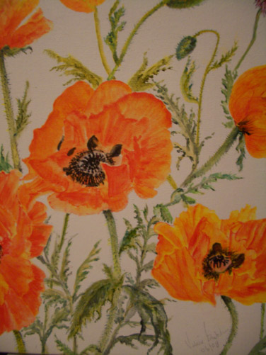 Poppies