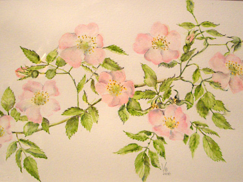 Wild Roses